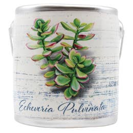Echeveria Pulvinata Succulents Candle - 20 oz.