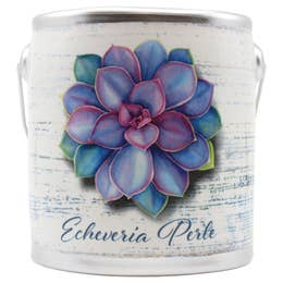 Echeveria Pulvinata Succulents Candle - 20 oz.